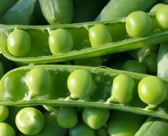 春天踏春野菜美食指南,教你制作荠菜馄饨等家常美味 鲜嫩的青豆