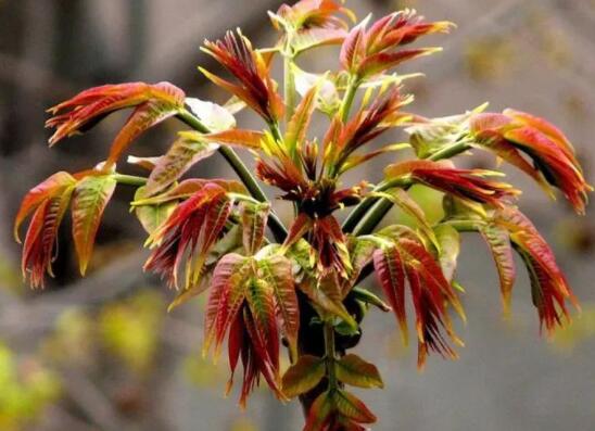 春天踏春野菜美食指南,教你制作荠菜馄饨等家常美味 春天的美味香椿
