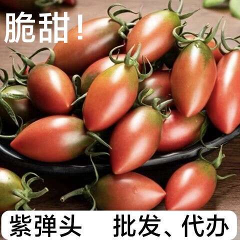 【子弹头】圣女果紫玉小番茄水果西红柿子弹头批发零售代办代发