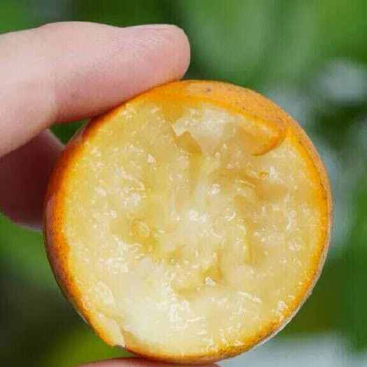 融安滑皮金桔基地直发广西特产批发一件代发社区团购新鲜现摘