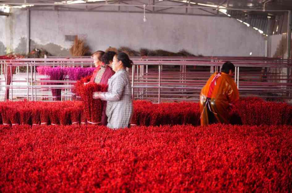 四川银柳出口海外 跃升全球市场布局