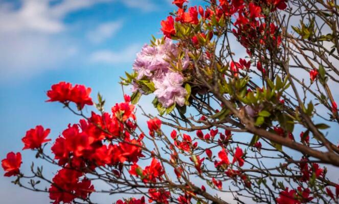 淳安生态旅游秘境:千岛湖茶乡与山野美景 林花谢了春