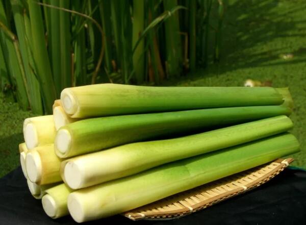 江南水乡古镇探访:古建筑与非遗美食之旅 练塘茭白