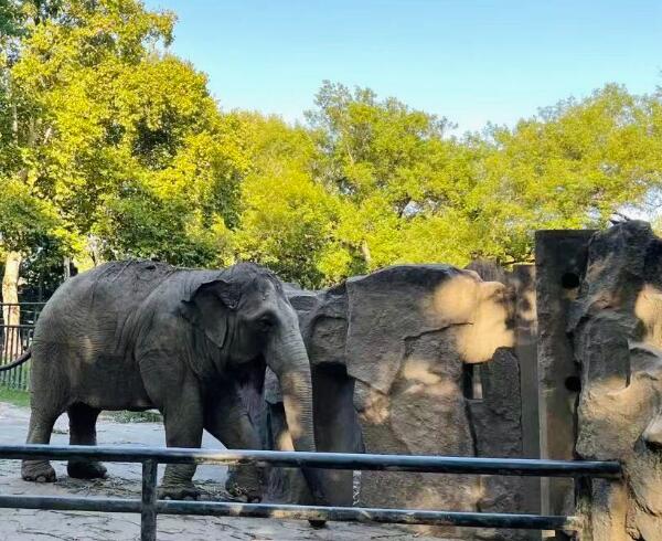 上海亲子夏日游必去景点推荐 上海动物园的大象