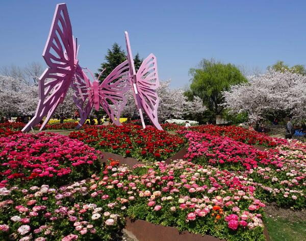 上海亲子夏日游必去景点推荐 上海植物园的鲜花