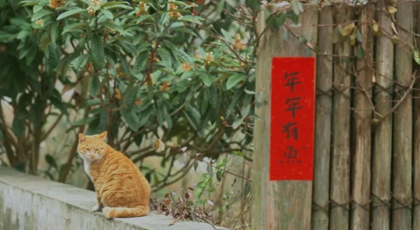浙西相见村年味新时尚,云海星空伴古朴年俗 相见村猫咪