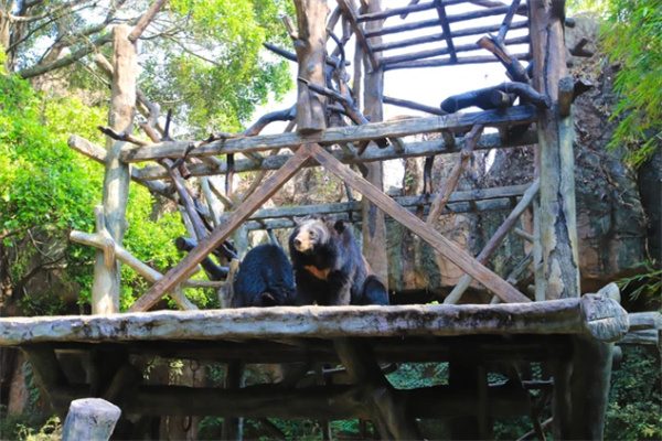 奇趣互动与自然魅力:长鹿旅游休博园的一日游 黑熊