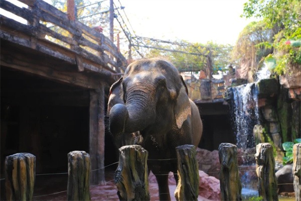 奇趣互动与自然魅力:长鹿旅游休博园的一日游 大象