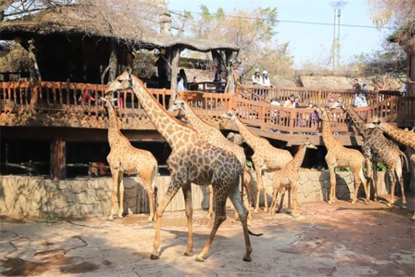 奇趣互动与自然魅力:长鹿旅游休博园的一日游 长颈鹿