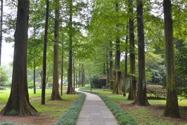 一趟意外之旅——探访东明山的宁静与美丽 林间道路