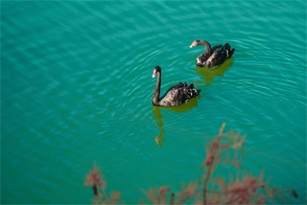 在深圳东部,藏着一片瑞士风情的人间仙境 黑天鹅