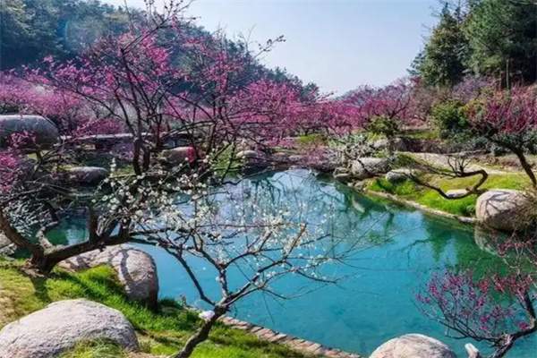 长兴梅园:古树奇石与梅花交相辉映的自然画卷 梅花水潭