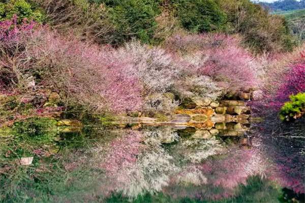 长兴梅园:古树奇石与梅花交相辉映的自然画卷 东方梅园