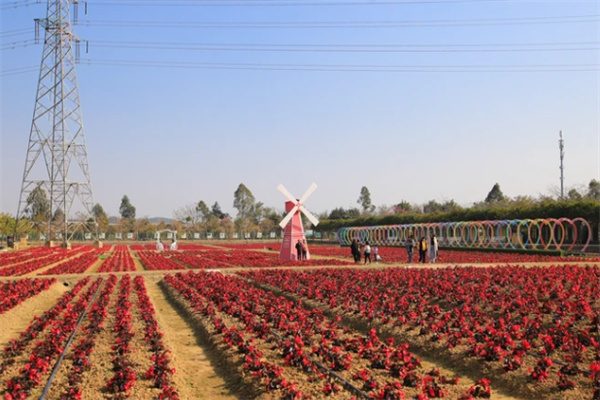佛山盈香生态园,花海与欢乐世界的完美结合 花海
