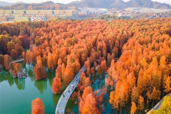 青山湖水杉林:秋日的红杉奇境与悠然绿道 水杉林