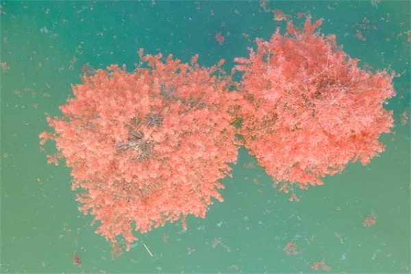 青山湖水杉林:秋日的红杉奇境与悠然绿道 水杉