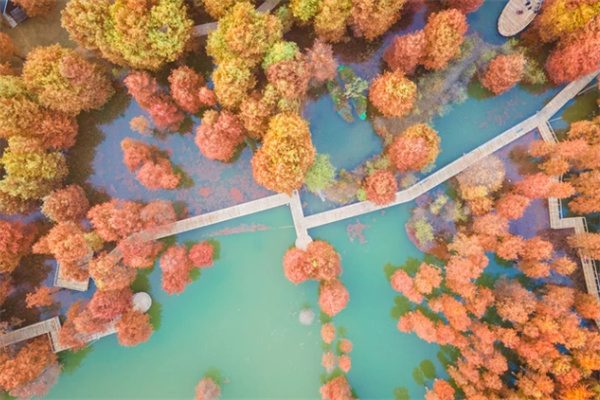 青山湖水杉林:秋日的红杉奇境与悠然绿道 步道