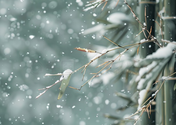 冬季竹子雪景