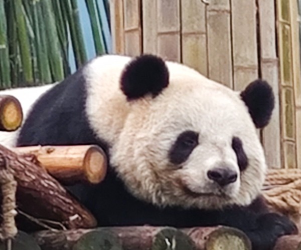 竹博园熊猫