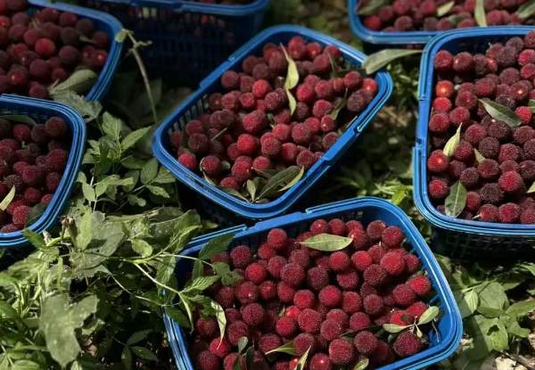 安吉三官杨梅成熟啦!红宝石般的甜蜜果实等你采摘 杨梅采摘