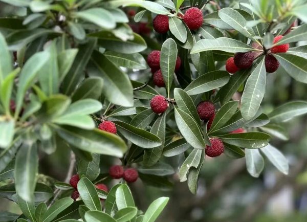 安吉三官杨梅成熟啦!红宝石般的甜蜜果实等你采摘 枝头的杨梅