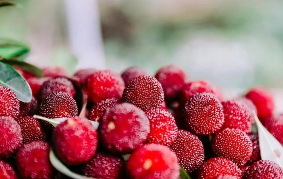 安吉三官杨梅成熟啦!红宝石般的甜蜜果实等你采摘 安吉的杨梅