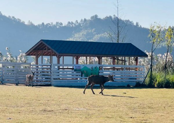 青山湖四大草坪野餐攻略,春日露营享受慢生活乐趣 梅花鹿