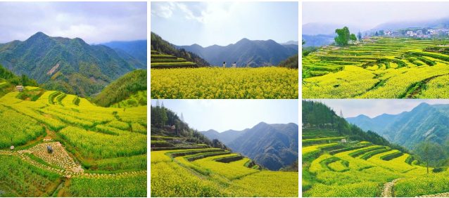 杭州临安指南村470亩梯田油菜花海正当时 600米高海拔延后花期 油菜花梯田