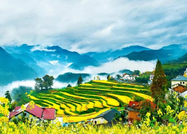 杭州临安指南村470亩梯田油菜花海正当时 600米高海拔延后花期 指南村油菜花