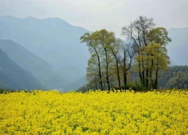 杭州临安指南村470亩梯田油菜花海正当时 600米高海拔延后花期 四月油菜花