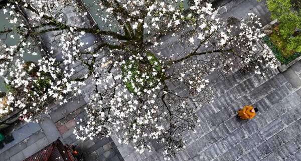 禅源寺玉兰花海摄影攻略,古寺春色拍摄技巧全解 画中人