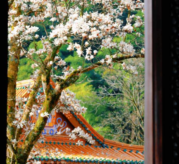 禅源寺玉兰花海摄影攻略,古寺春色拍摄技巧全解 春日玉兰