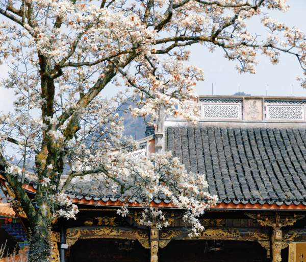 禅源寺玉兰花海摄影攻略,古寺春色拍摄技巧全解 禅源寺