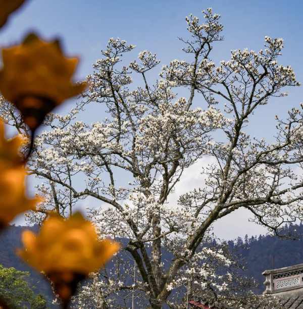 禅源寺玉兰花海摄影攻略,古寺春色拍摄技巧全解 禅源寺的玉兰花