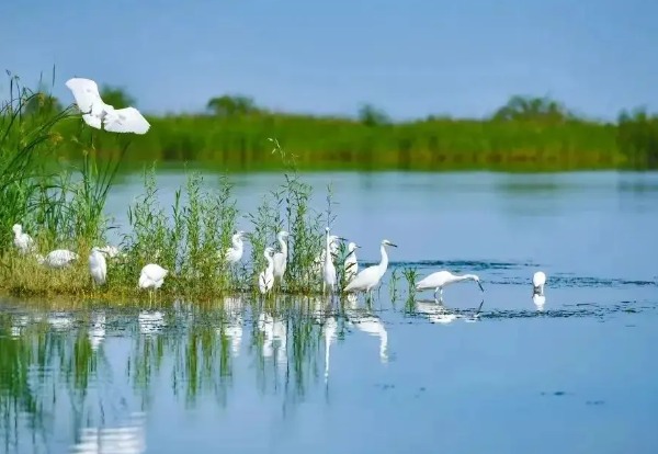 苏州太湖度假区五大"罪状"揭秘:美景美食让人无法抗拒 太湖白鹭