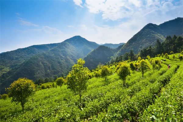 临安龙门秘境石缝野茶体验 海拔800米高山茶旅攻略 茶园