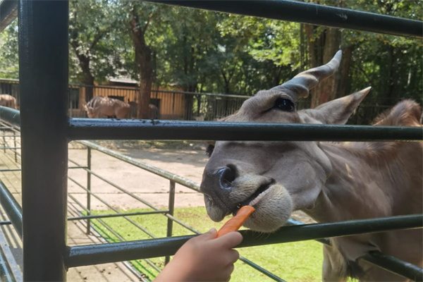中南百草园一日游攻略,动植物园游乐场一体体验指南 投喂