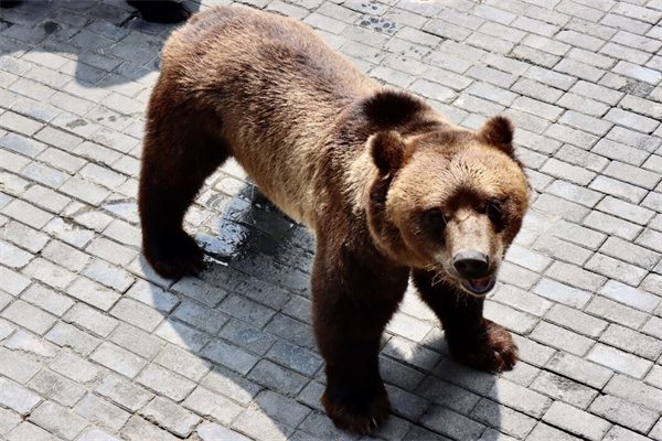 中南百草园一日游攻略,动植物园游乐场一体体验指南 棕熊