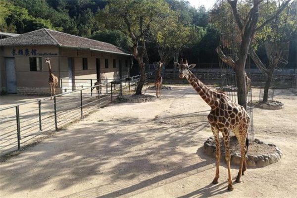中南百草园一日游攻略,动植物园游乐场一体体验指南 长颈鹿
