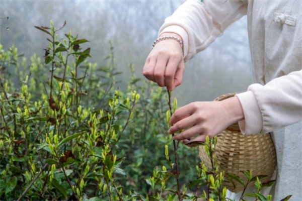 临安龙门秘境石缝野茶体验 海拔800米高山茶旅攻略 采茶
