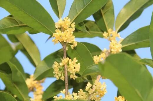 苏州光福窑上村赏桂攻略,秋日桂花香海等你邂逅 窑上村的桂花