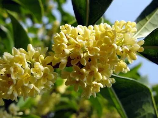 苏州光福窑上村赏桂攻略,秋日桂花香海等你邂逅 盛开的桂花