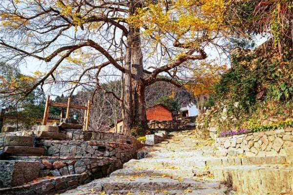 临安指南村秋色之旅:一山九舍民宿体验千年古村风情 银杏