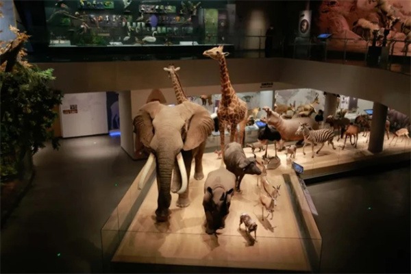 浙江自然博物馆安吉馆亲子游攻略,亚洲最大自然博物馆探秘 博物馆的动物
