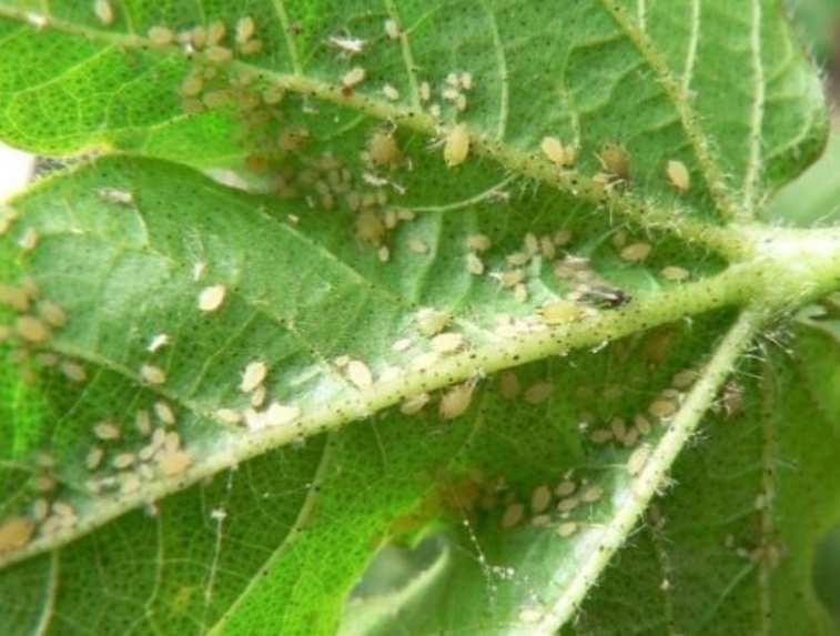 植物受药害怎么办?应对策略全解析 resized-14.jpg