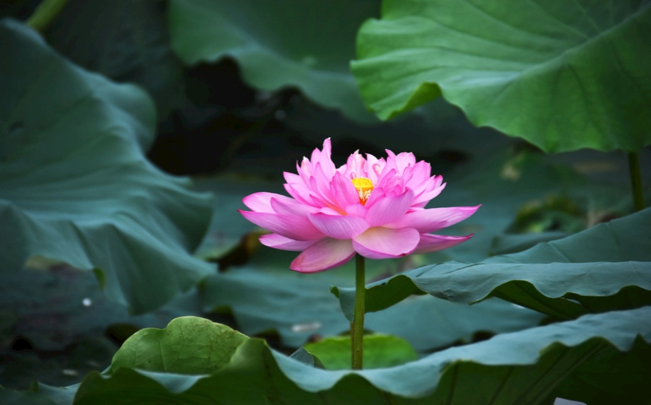 莲花掌开花后修剪技巧:如何正确修剪与注意事项 resized-16.jpg