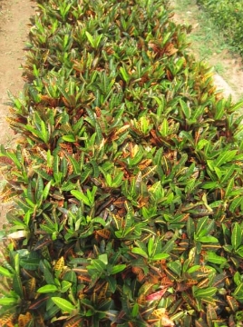 变叶木苗木批发:趋势爆发!优质变叶木助力园林绿化升级! 变叶木苗木批发:趋势爆发!优质变叶木助力园林绿化升级!