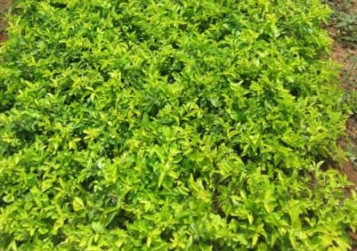 resized-1-251119192324426.jpg resized-1-251119192324426.jpg