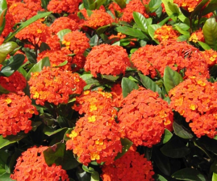 泰国龙船花苗木批发 resized-1-251119191G3950.jpg