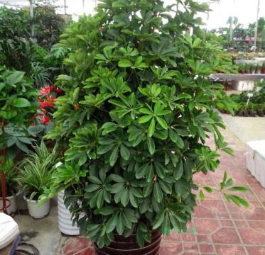 鸭脚木苗木批发 resized-1-25111919140V91.jpg